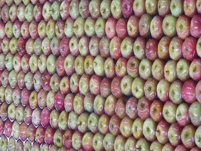 Bittersweet Apples in big bags Shake and Catch Harvested