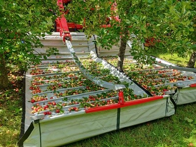 Bittersweet Apples in wooden bins Shake and Catch Harvested Bittersweet Apples in wooden bins Shake and Catch Harvested