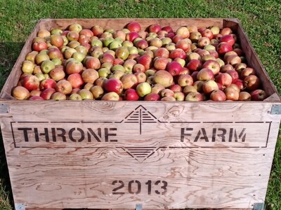 Bittersweet Apples in wooden bins Shake and Catch Harvested