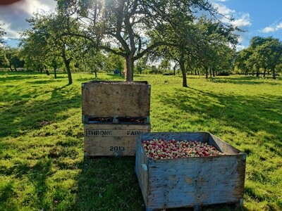 Heritage Apples - U pick Heritage Apples - U pick