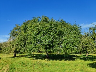 Heritage Apples - U pick