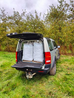 Bittersweet Apples in Barrow bags Shake and Catch Harvested Bittersweet Apples in Barrow bags Shake and Catch Harvested