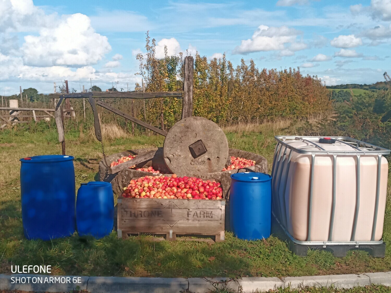 Bittersweet cider apple juice 25 Litres (single)