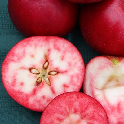 Rosette Apples in Barrow bags shake & catch harvested