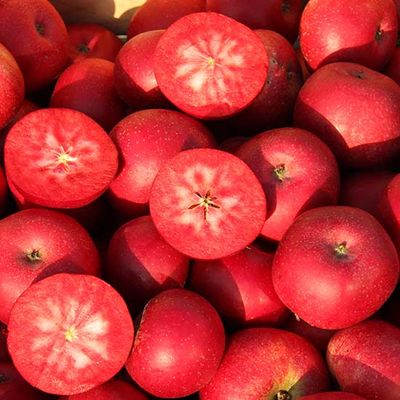 Rosette Apples in Barrow bags shake & catch harvested Rosette Apples in Barrow bags shake & catch harvested