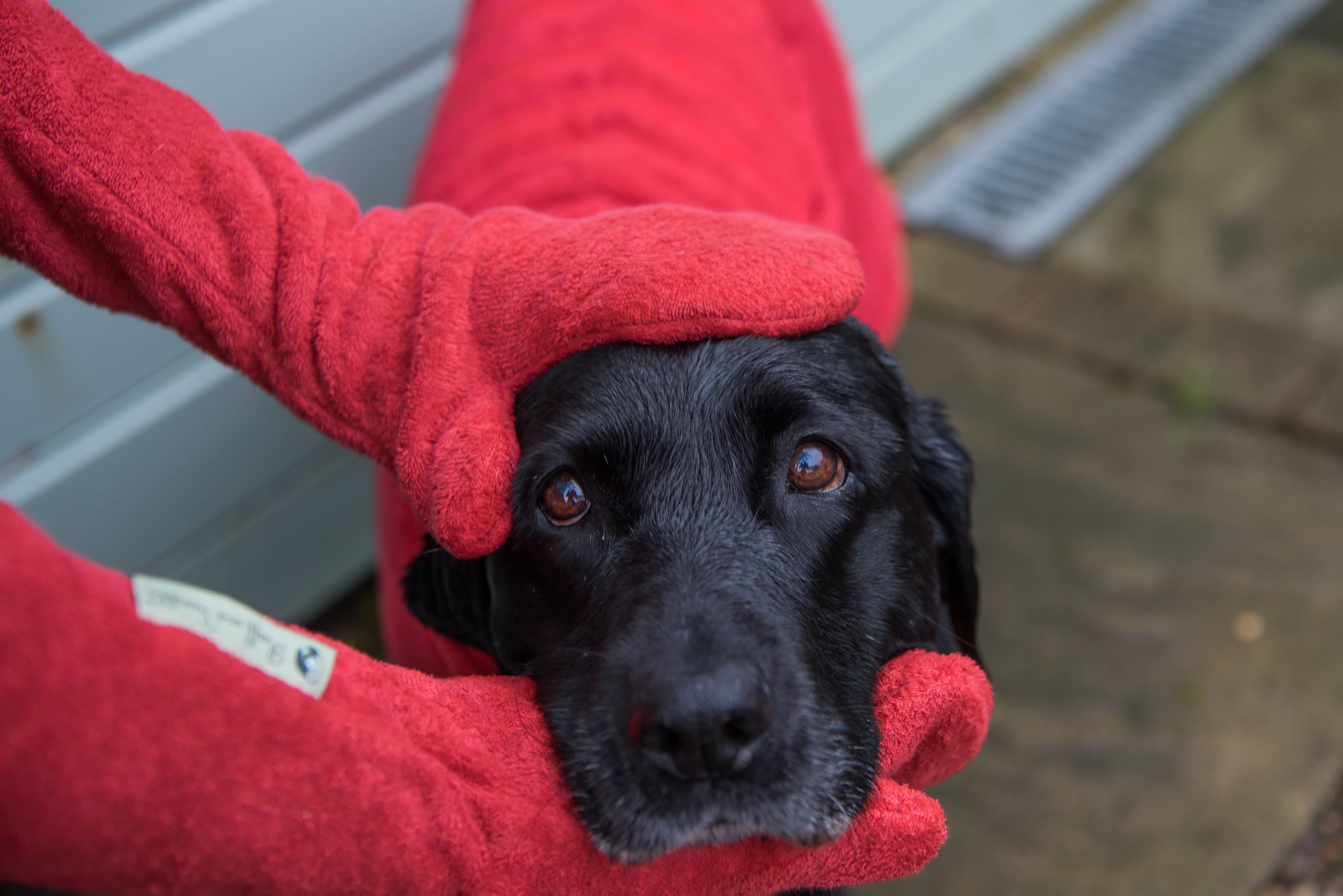 dog drying mitts