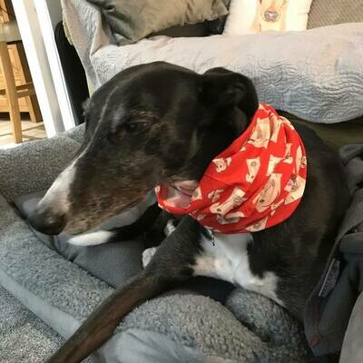 Collars, Leads and Fancy Neckwear