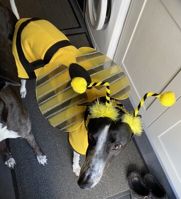 HANDMADE WITH LOVE - Buzzer the Bee Suit with Detachable Wings - Made to Order