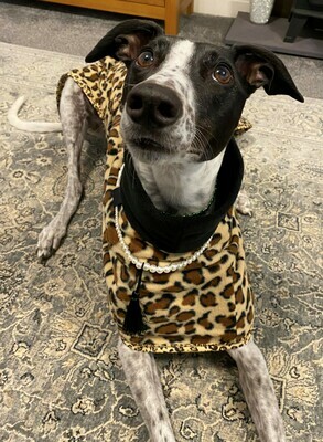 HANDMADE WITH LOVE - Leopard Print with black Polo Neck - Large Whippet, Lurcher and Greyhound PJ's with Detachable 'Necklace'