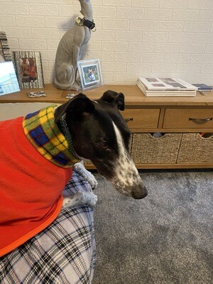 ALL SIZES! - Yellow Tartan - Large Whippet, Lurcher and Greyhound PJ's - PRE-ORDER