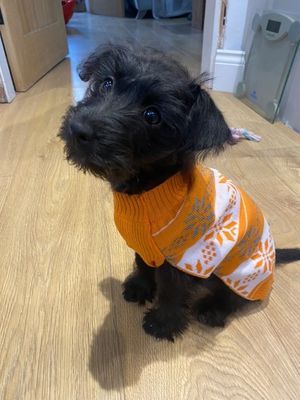 Not Just For Long Dogs