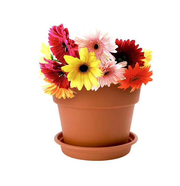 FLOWER POT
