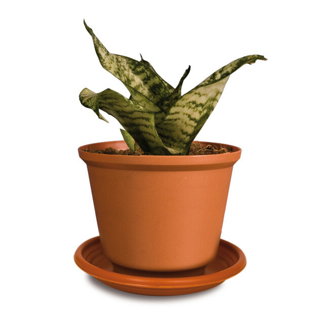 FLOWER POT