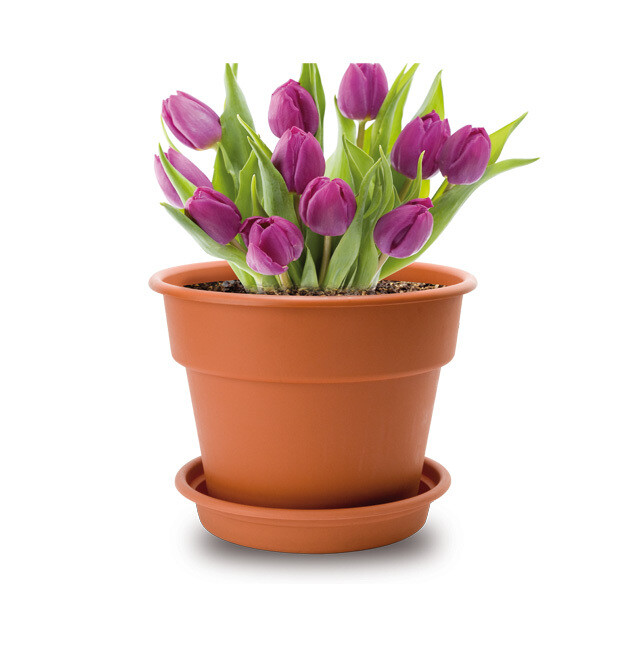 FLOWER POT