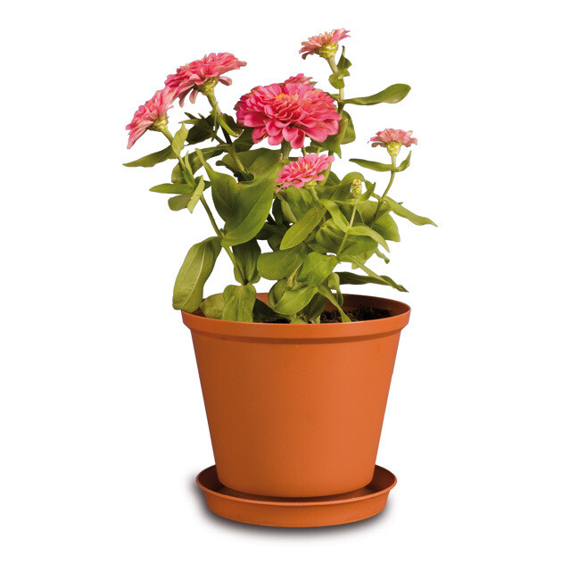FLOWER POT