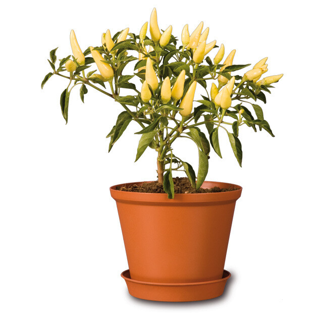 FLOWER POT