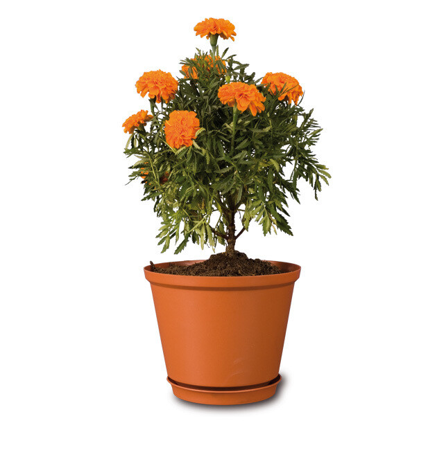 FLOWER POT