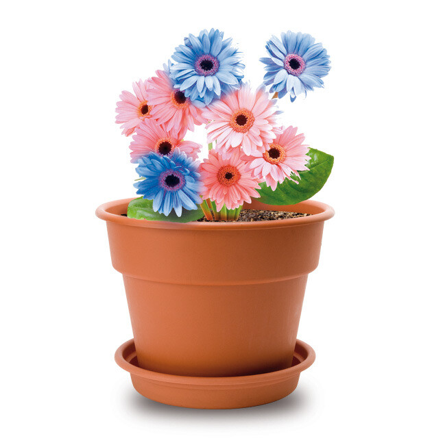 FLOWER POT