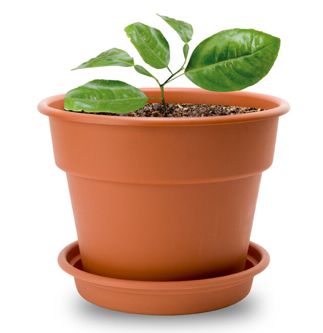 FLOWER POT