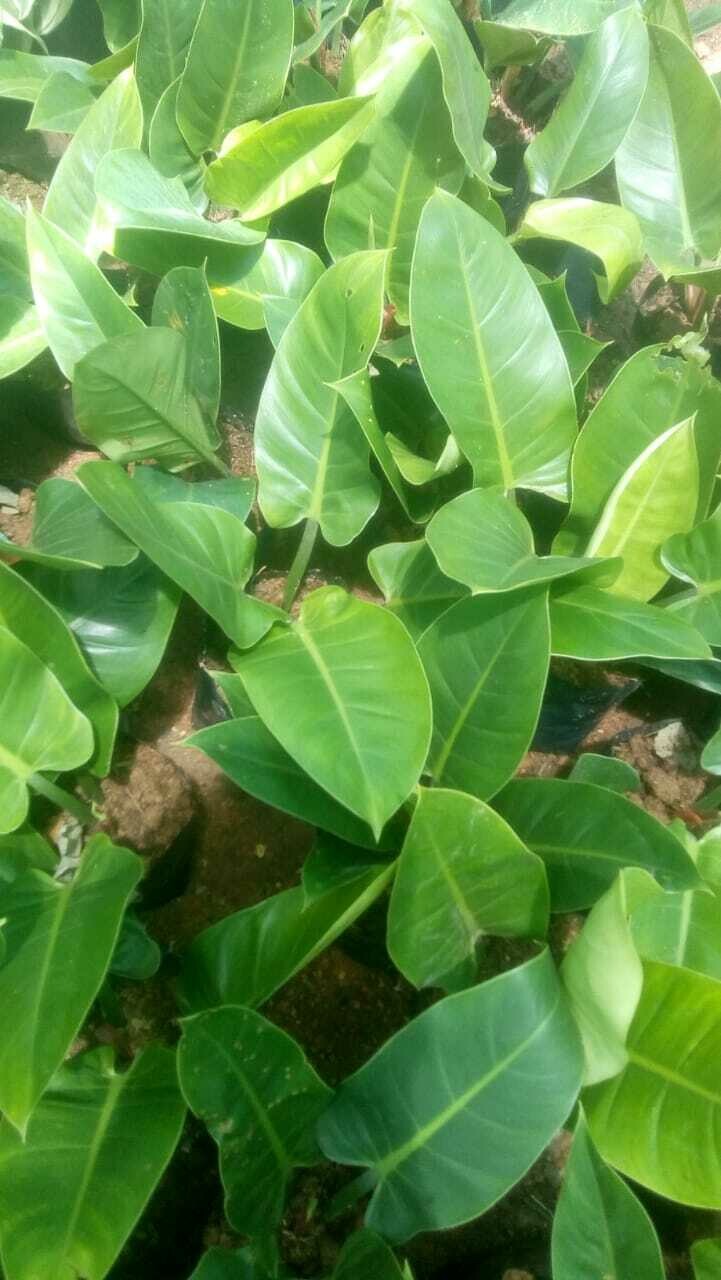 Evergreen