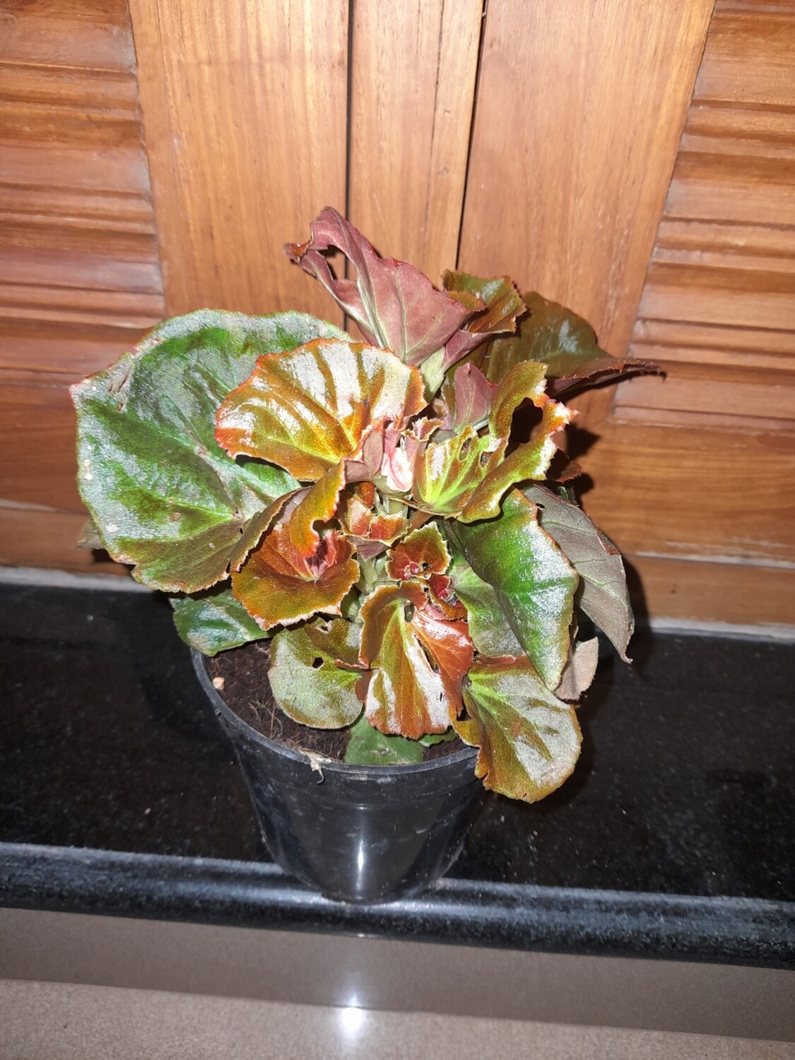 Bigonia pink