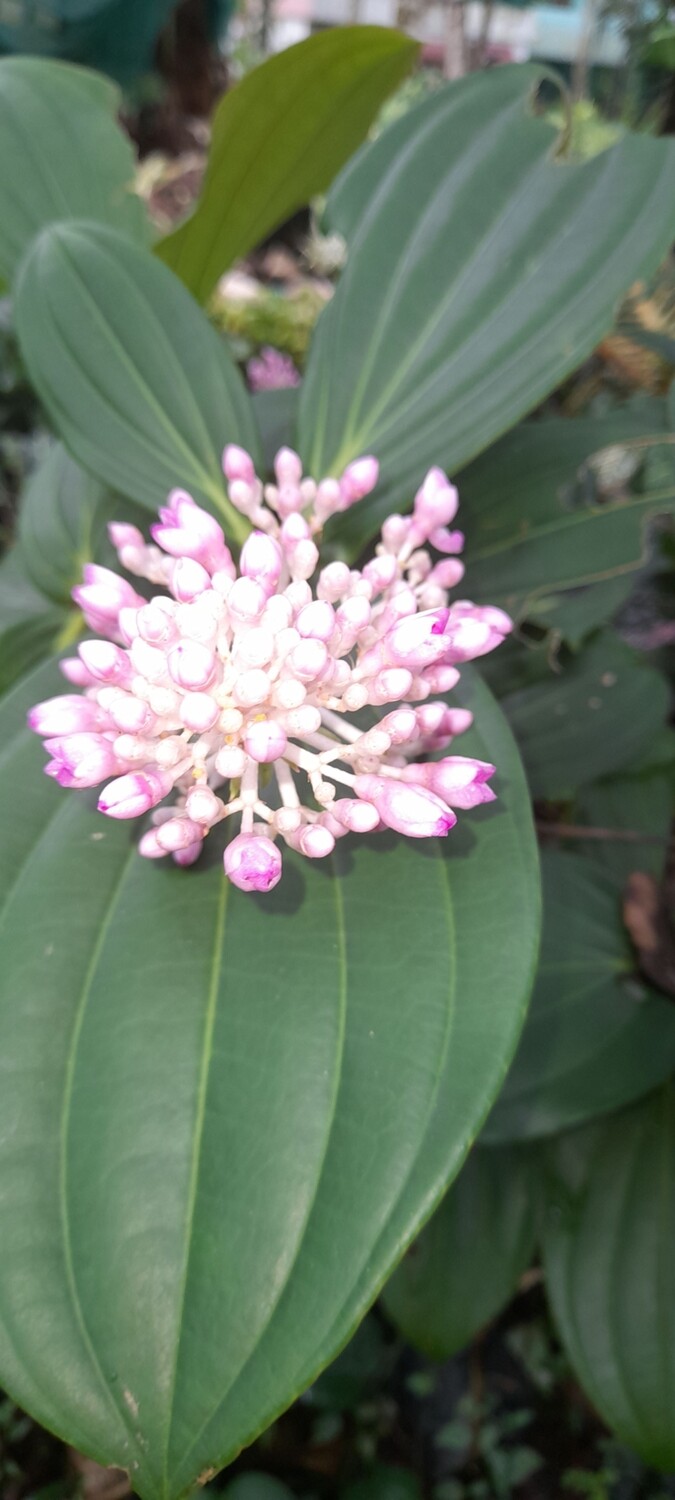 Medinilla