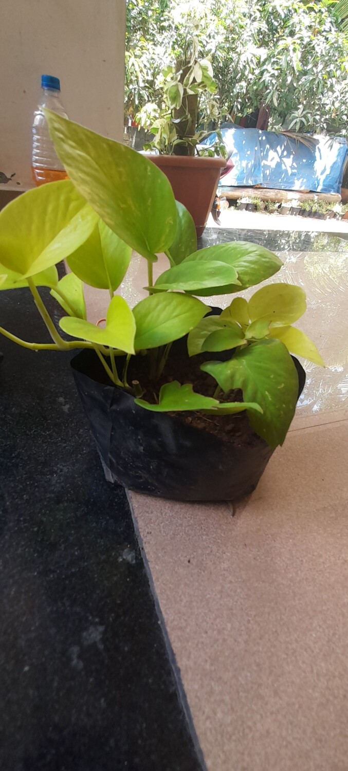4 varieties pothos combo