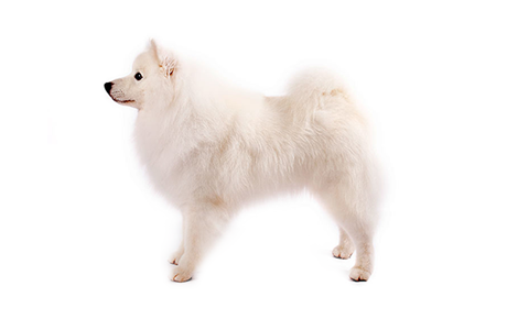 American Eskimo puppy