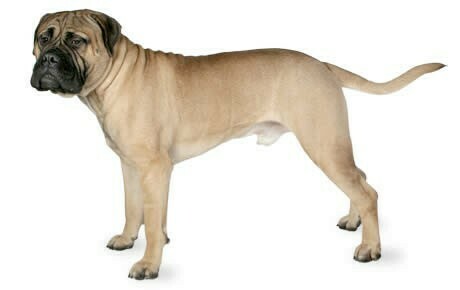 Bull mastiff puppies