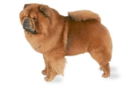 Chow Chow puppies