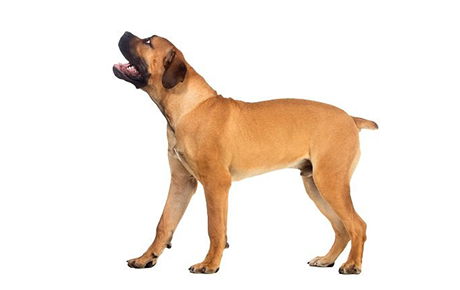 Boerboel Puppy (PED/NON-PED)