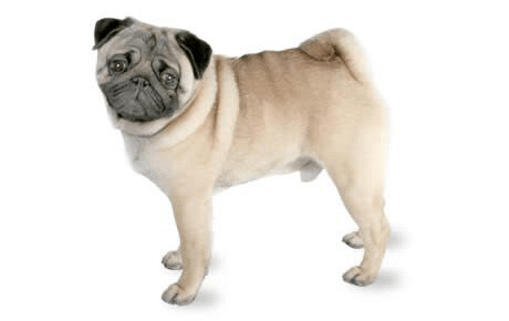 PUG Puppies
