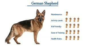 German Shepherd Puppy [regular/slant back PED/NON-PED]