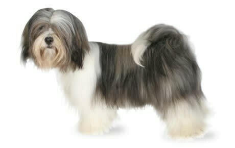 Lhasa apso