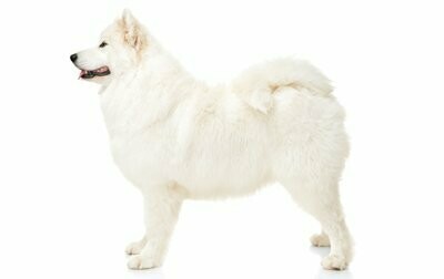 Samoyed Puppies