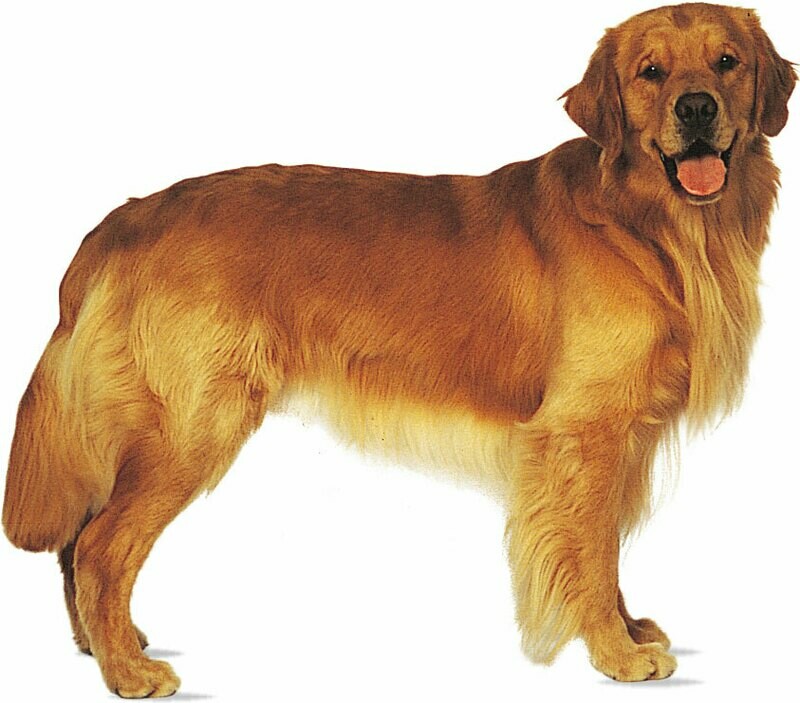 Golden Retriever Puppies
