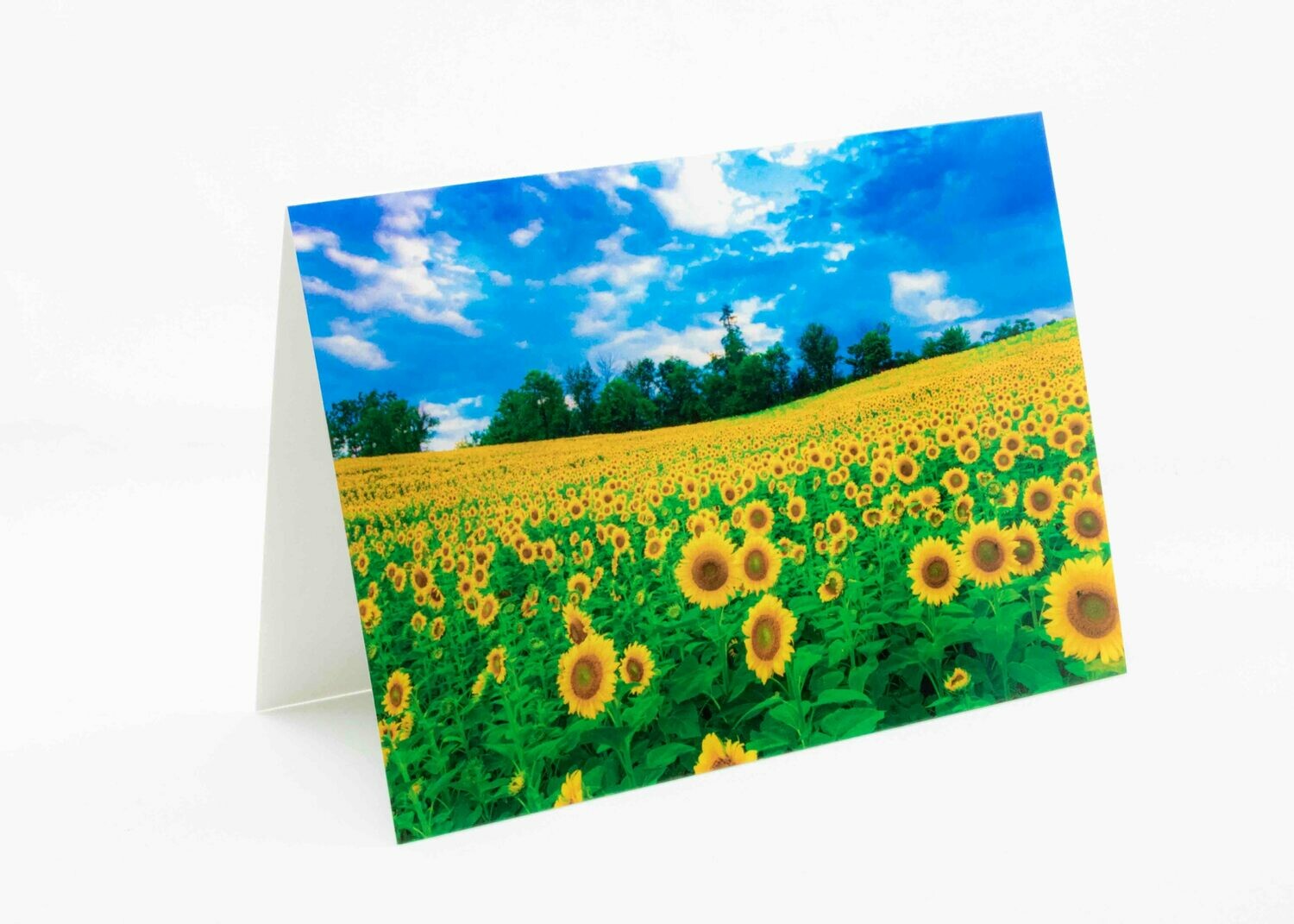 Sunflower Fields Greeting Card