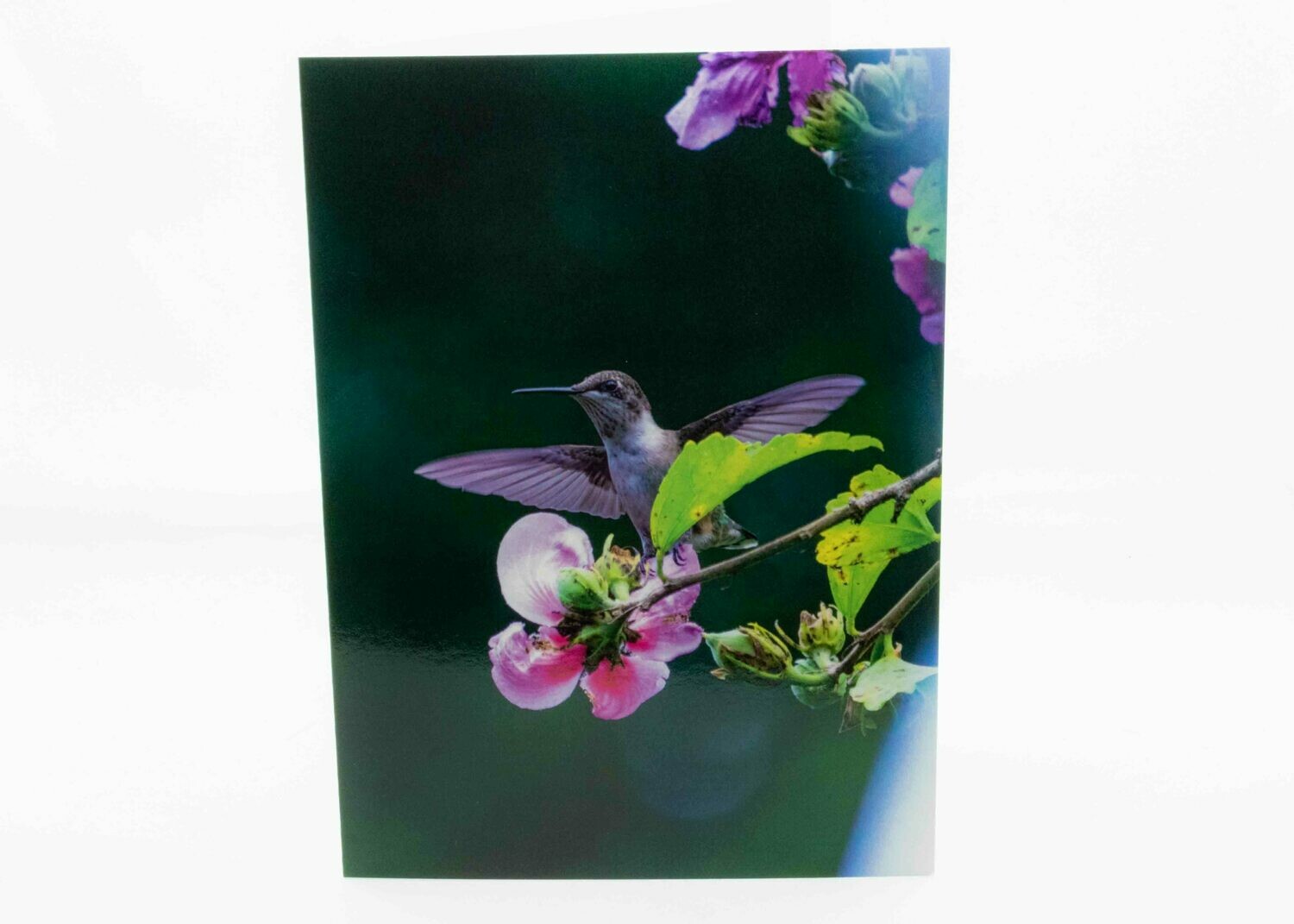 Ruby Throated Hummingbird Greeting Card