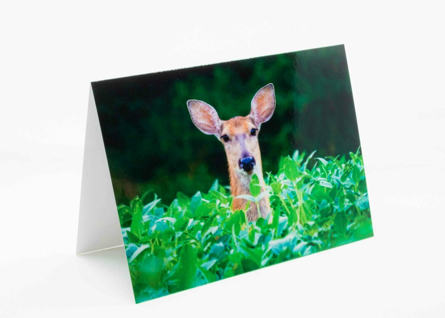 Soy Deer Greeting Card