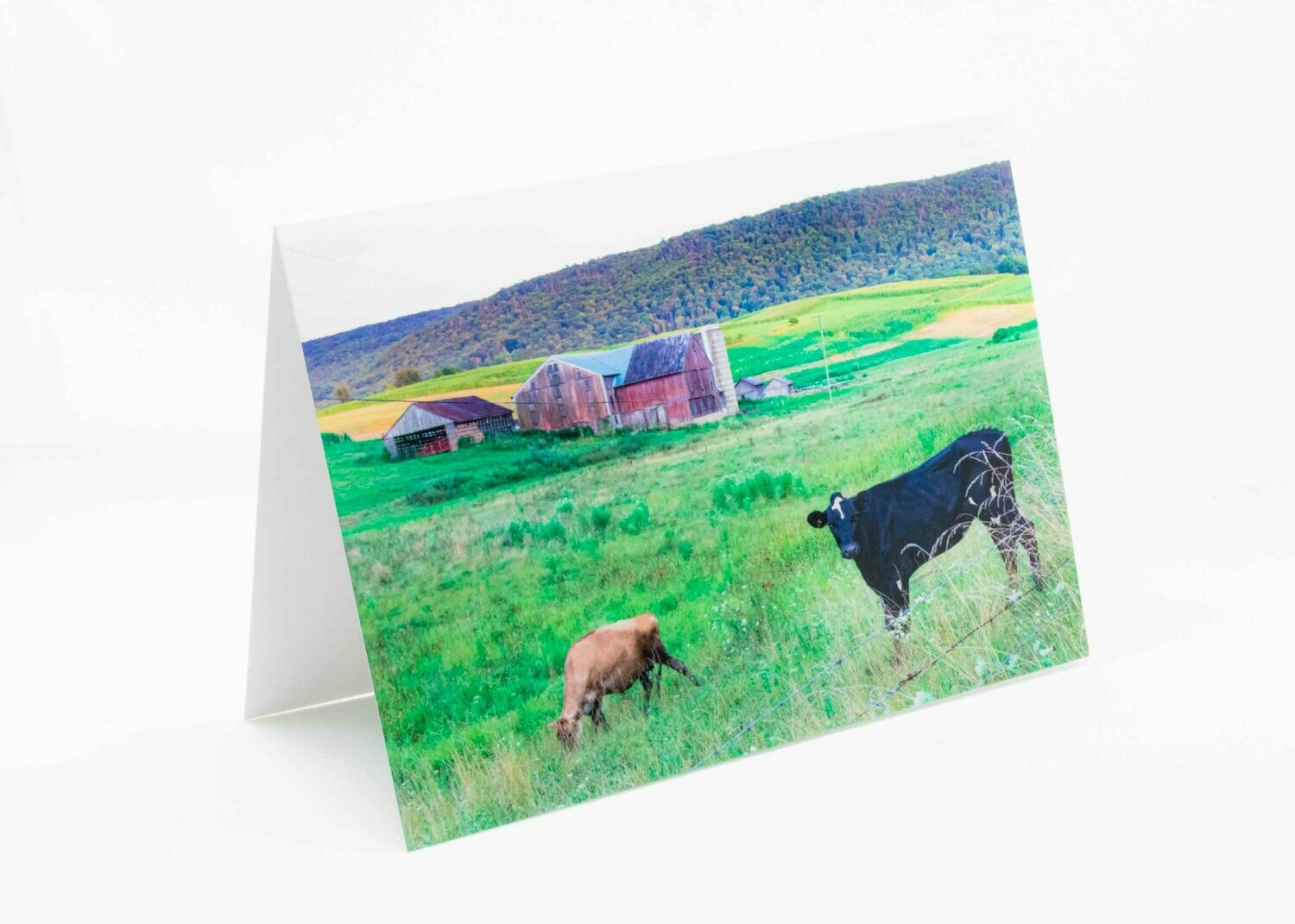Barn Cows Greeting Card