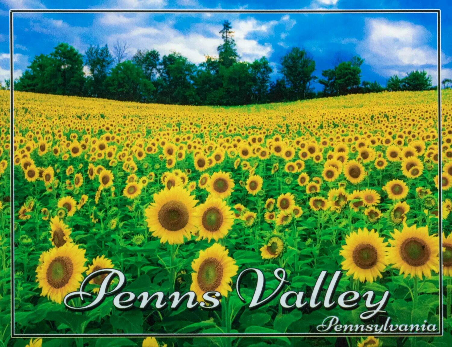 Penns Valley Sunflowers Postcard