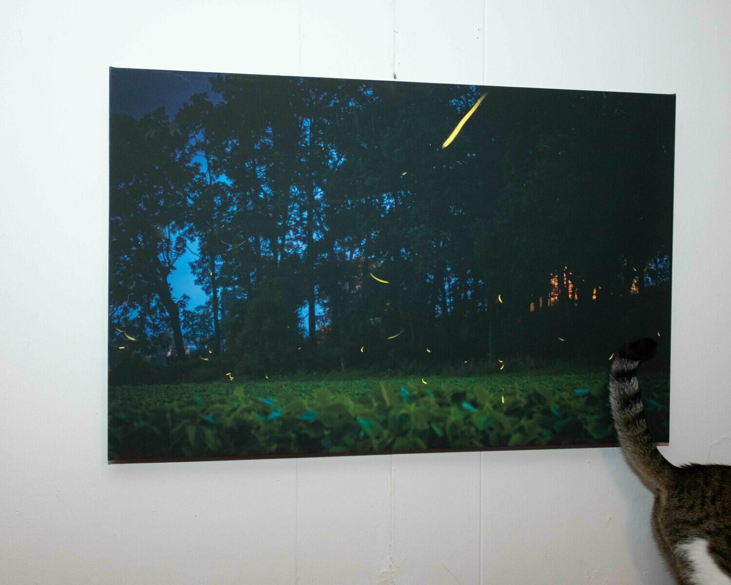 Fireflies On Canvas 36&quot;x23&quot;