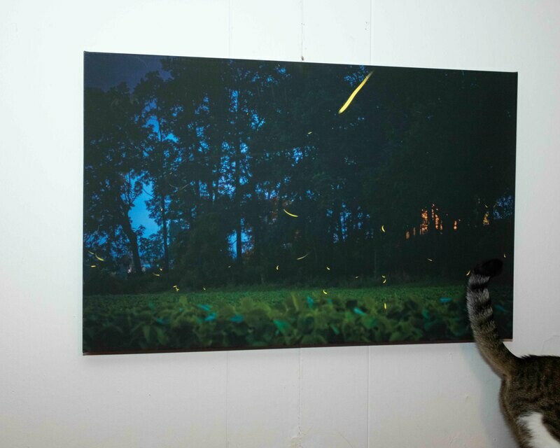 Fireflies On Canvas 36"x23"