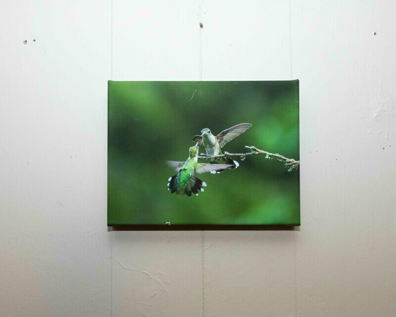 Humming Birds On Canvas 12"x9"
