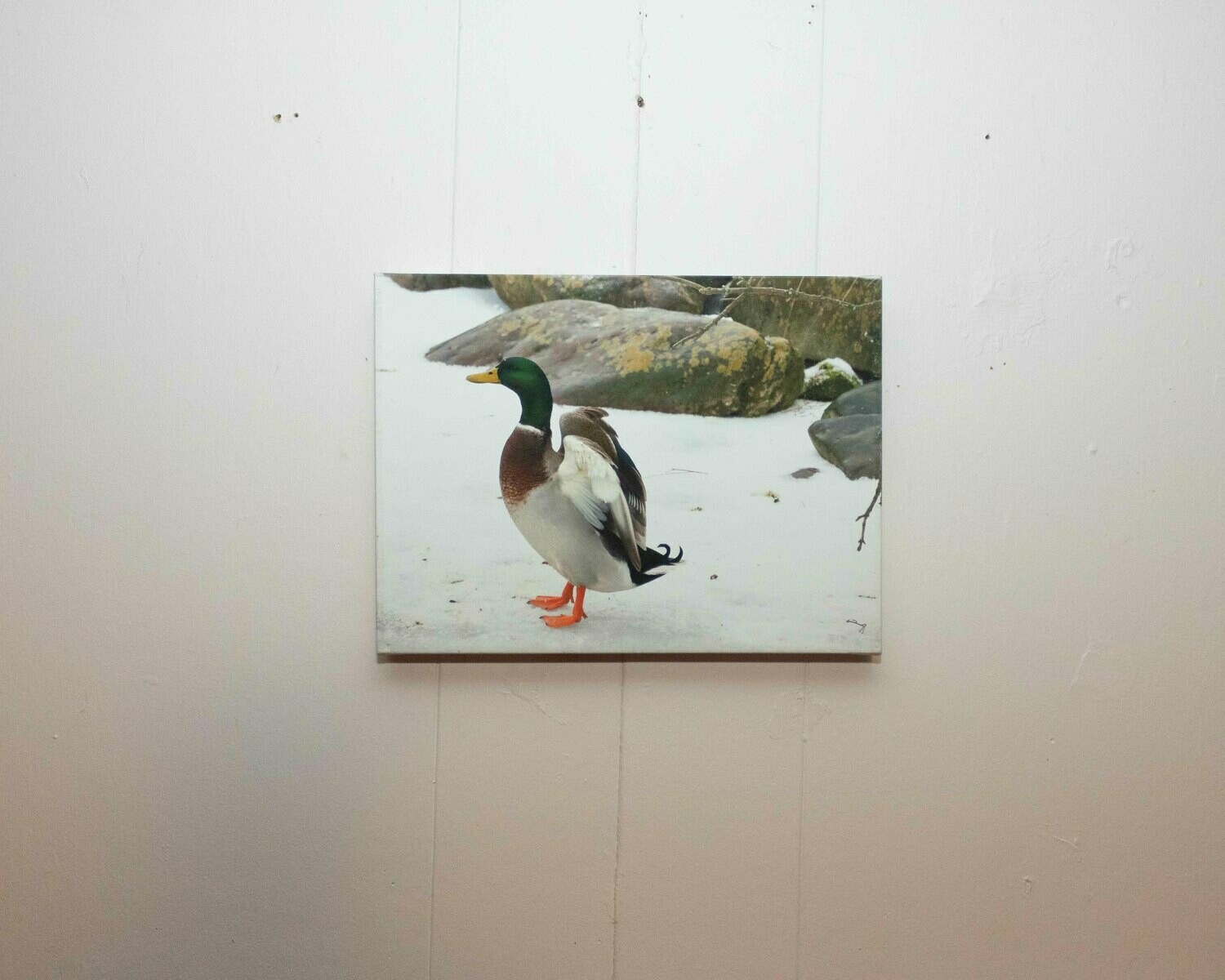 Millheim Mallard On Canvas 16&quot;x12&quot;