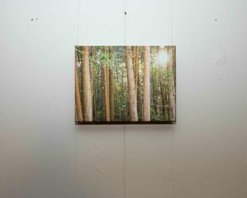 Pine Tree Sun On Canvas 12"x9"