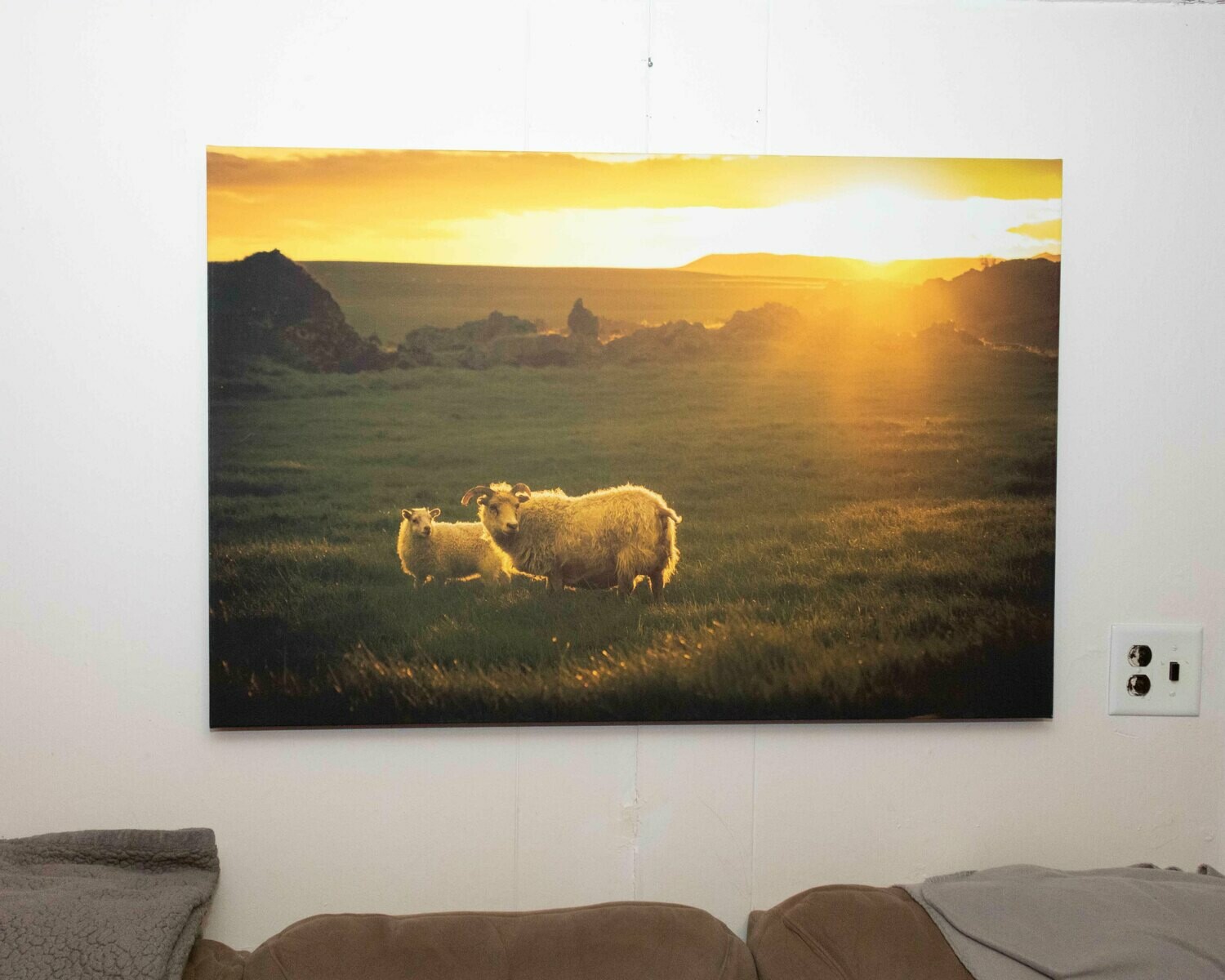 Icelandic Sheep On Canvas 42&quot;x28&quot;