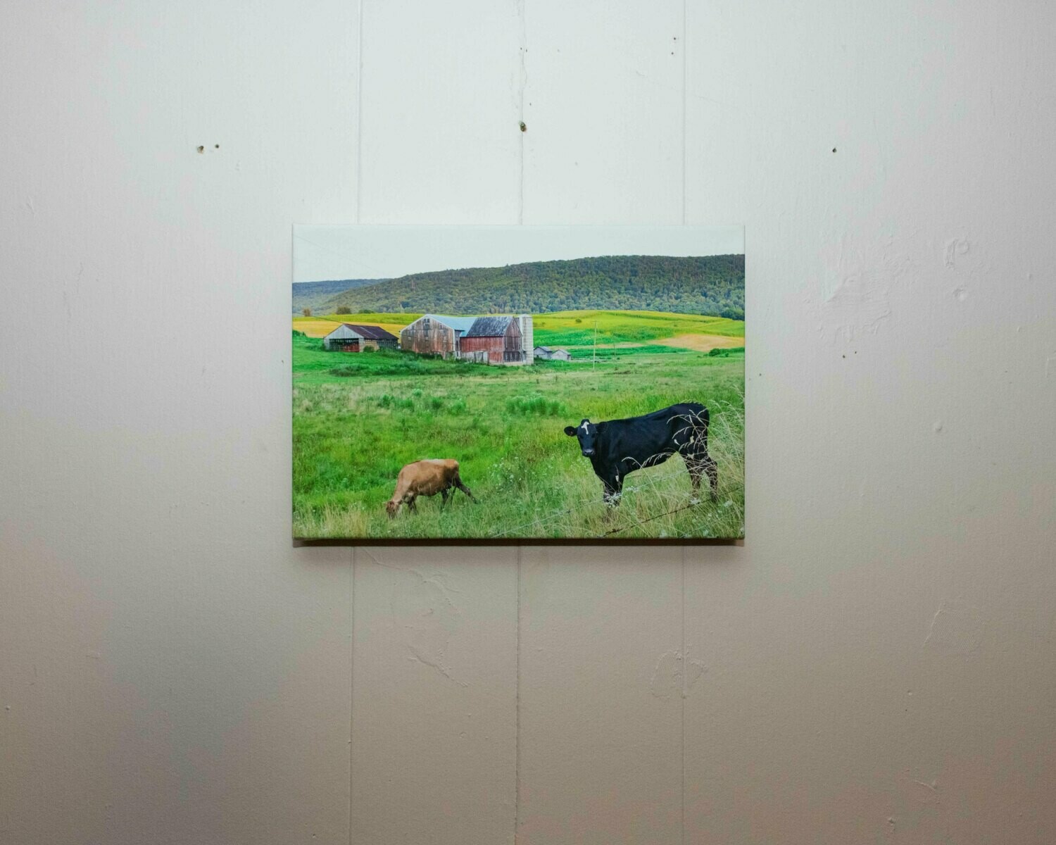Barn Cows On Canvas 16&quot;x11&quot;