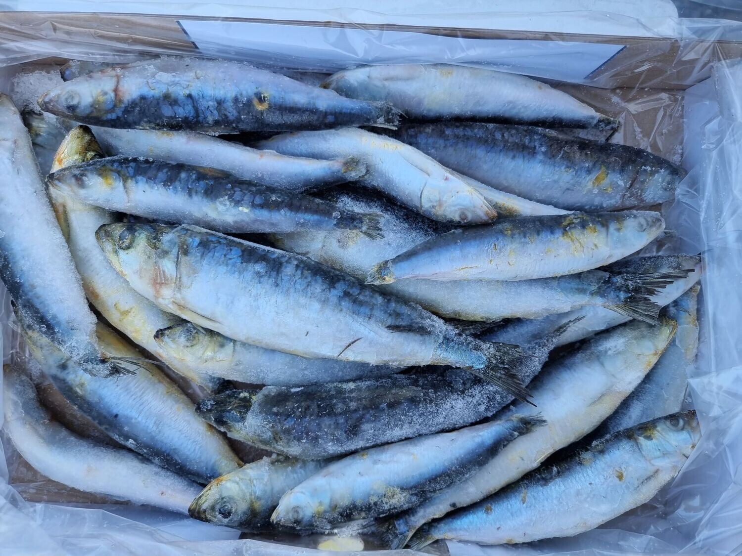 Whole Sardines