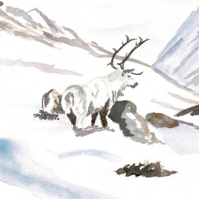 Stag in Snow